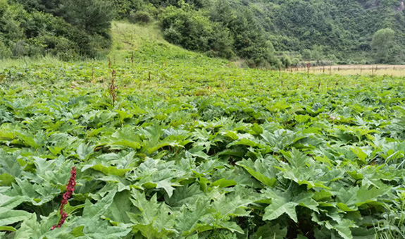 人生就是博_首页